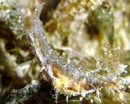 Photo: B. & S. Koretz; see note in Sea Slug Forum